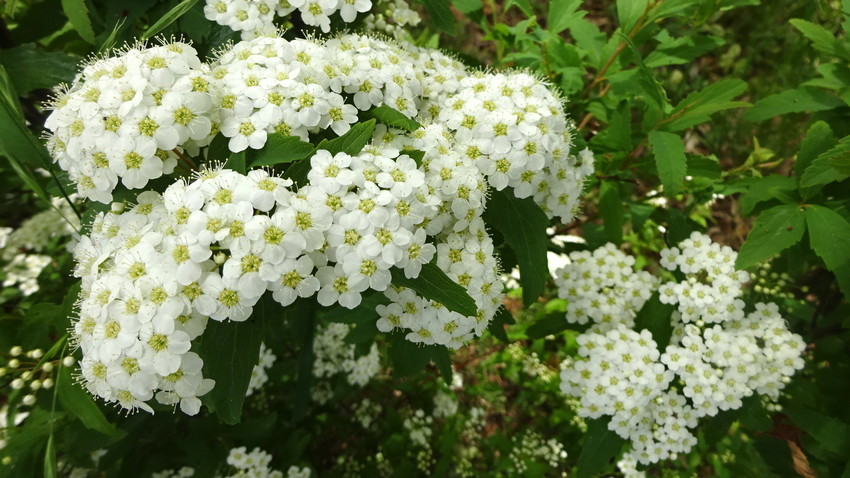 f:id:shioshiohida:20190423114525j:plain