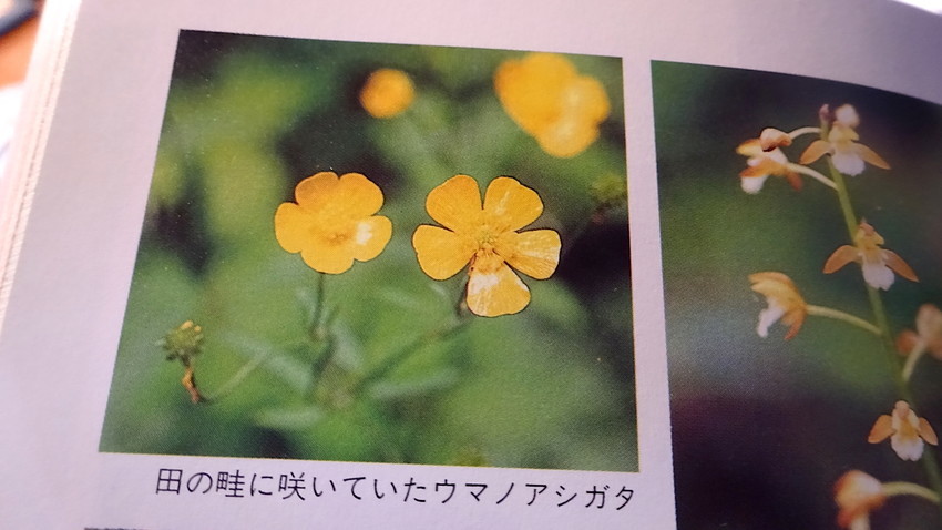 f:id:shioshiohida:20190423143248j:plain