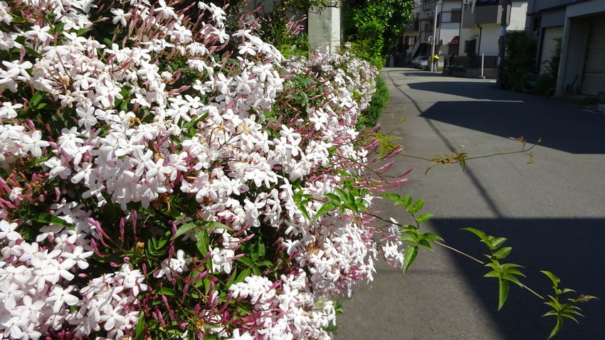 f:id:shioshiohida:20190504104926j:plain f:id:shioshiohida:20190504104926j:plain