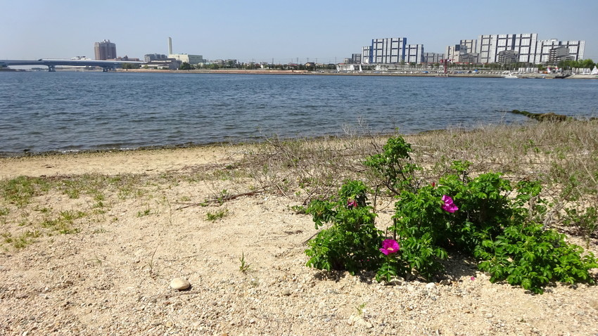 f:id:shioshiohida:20190504105608j:plain f:id:shioshiohida:20190504105608j:plain