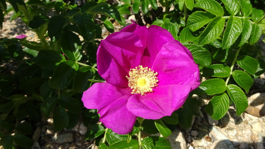 f:id:shioshiohida:20190504105616j:plain f:id:shioshiohida:20190504105616j:plain