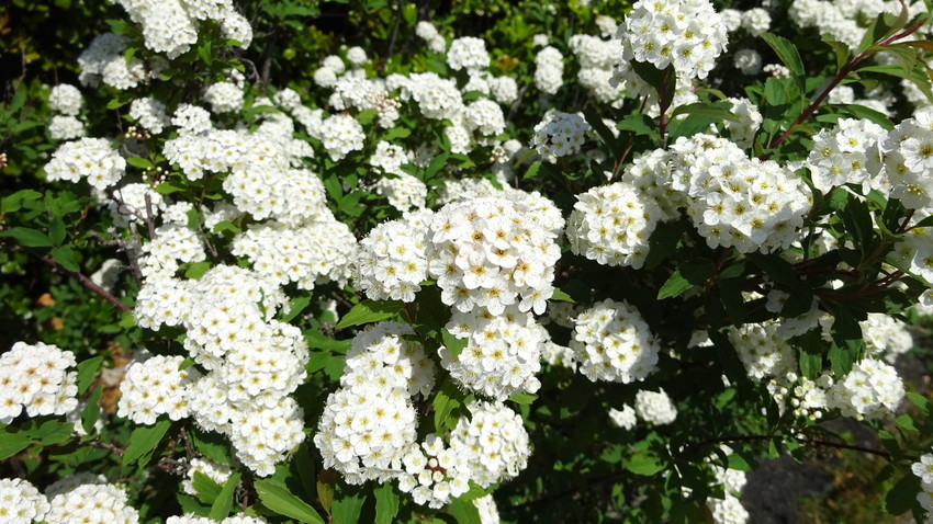 f:id:shioshiohida:20190504110646j:plain f:id:shioshiohida:20190504110646j:plain