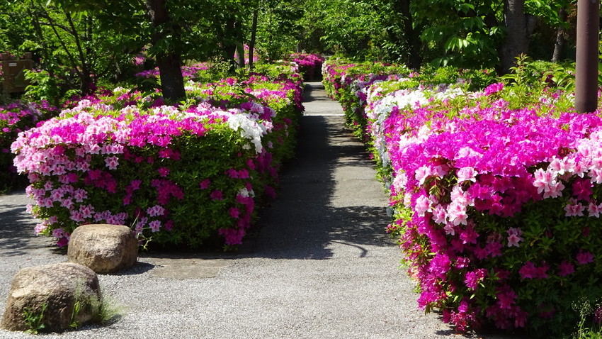 f:id:shioshiohida:20190504110828j:plain f:id:shioshiohida:20190504110828j:plain
