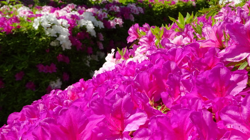 f:id:shioshiohida:20190504110856j:plain f:id:shioshiohida:20190504110856j:plain