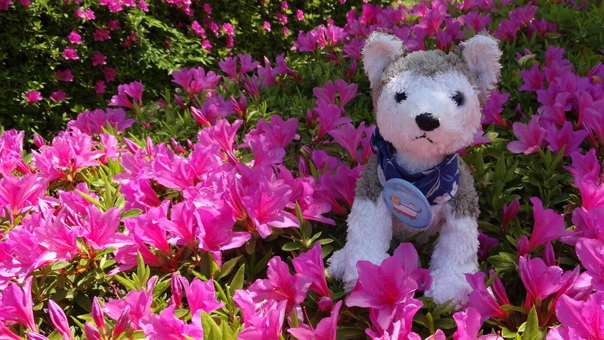 f:id:shioshiohida:20190505130228j:plain f:id:shioshiohida:20190505130228j:plain