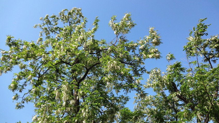 f:id:shioshiohida:20190505145553j:plain f:id:shioshiohida:20190505145553j:plain