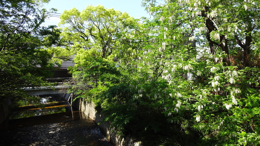 f:id:shioshiohida:20190505145613j:plain f:id:shioshiohida:20190505145613j:plain