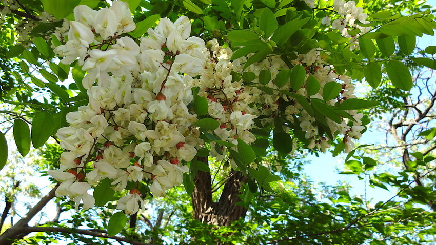 f:id:shioshiohida:20190505150147j:plain f:id:shioshiohida:20190505150147j:plain
