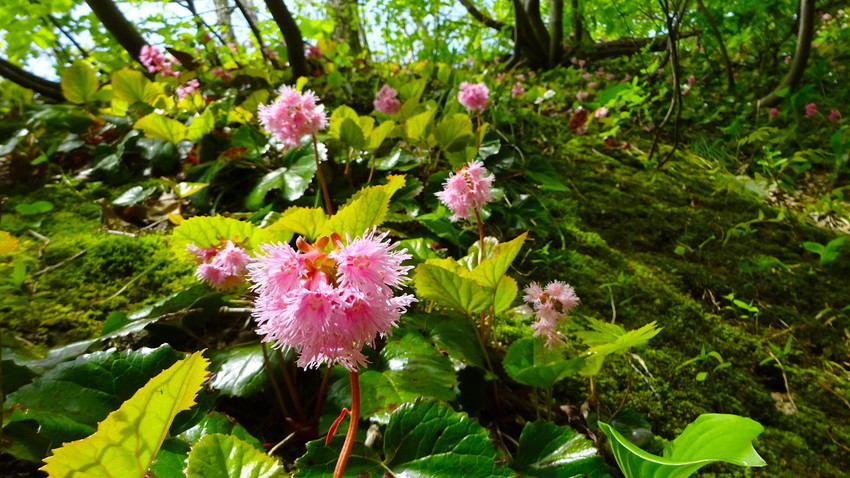 f:id:shioshiohida:20190509103450j:plain