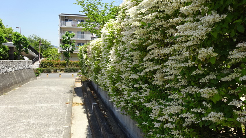 f:id:shioshiohida:20190523111658j:plain