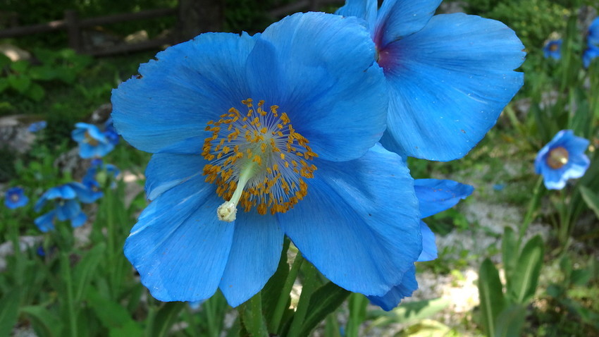 f:id:shioshiohida:20190524120543j:plain f:id:shioshiohida:20190524120543j:plain