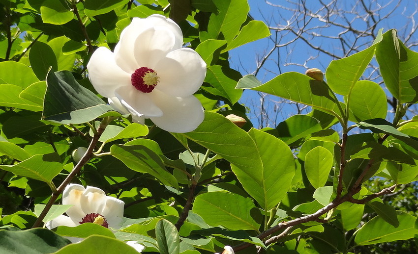f:id:shioshiohida:20190524133446j:plain f:id:shioshiohida:20190524133446j:plain