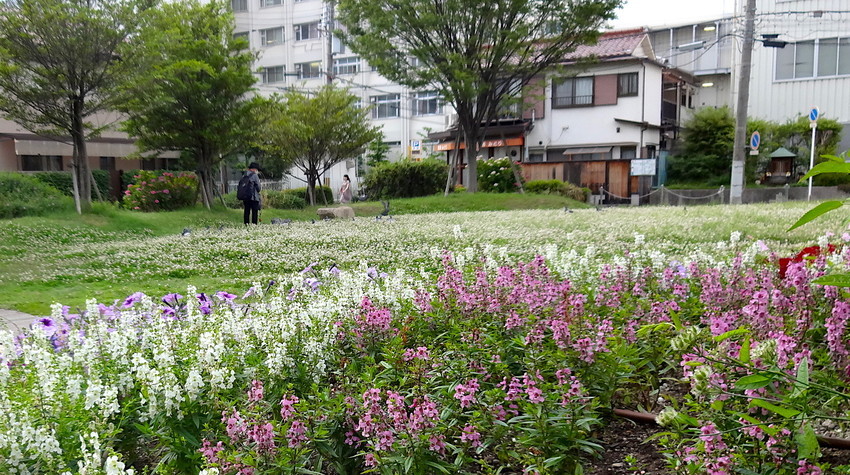 f:id:shioshiohida:20190611181142j:plain