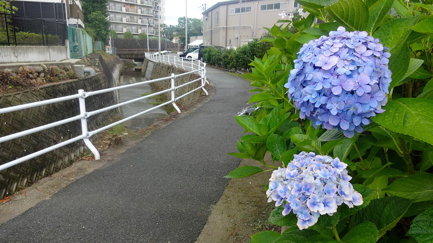f:id:shioshiohida:20190711153047j:plain