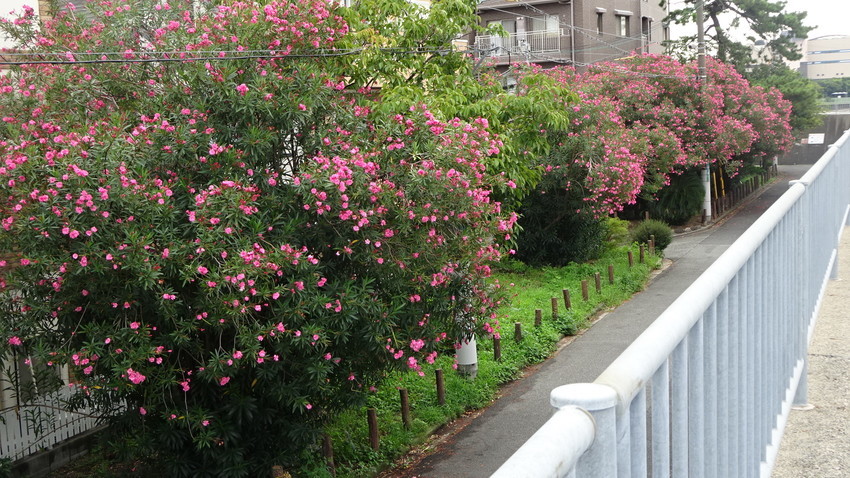 f:id:shioshiohida:20190921113022j:plain f:id:shioshiohida:20190921113022j:plain