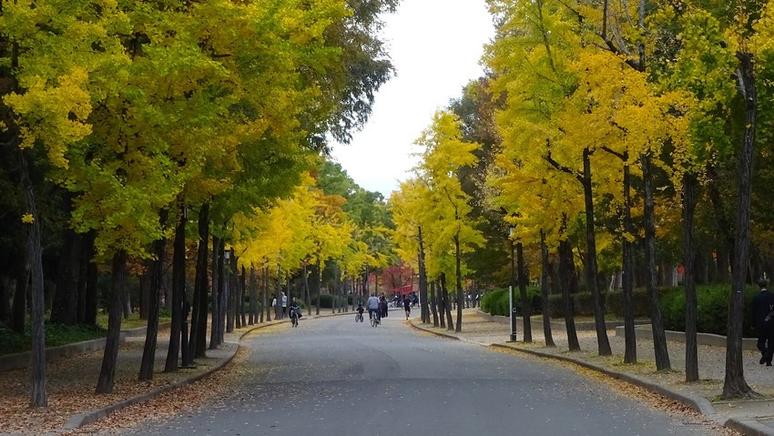 f:id:shioshiohida:20191125155759j:plain f:id:shioshiohida:20191125155759j:plain