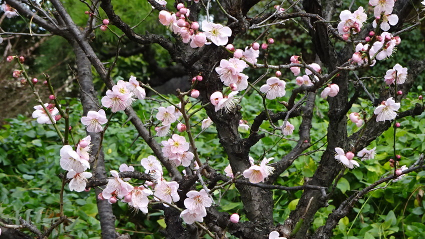 f:id:shioshiohida:20200124165243j:plain