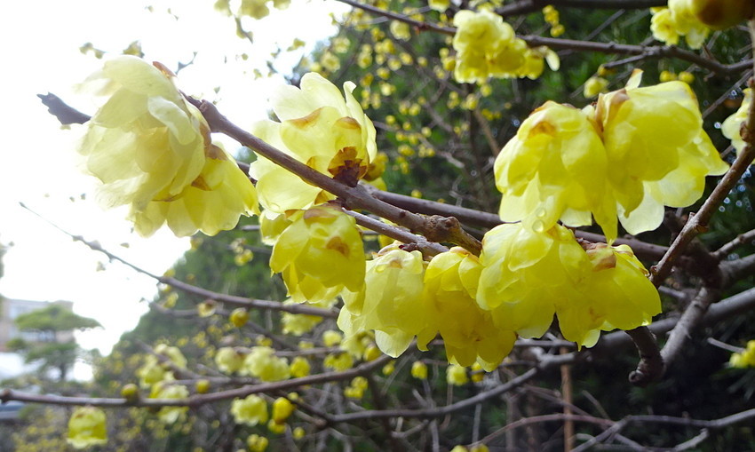 f:id:shioshiohida:20200124165644j:plain