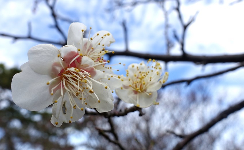 f:id:shioshiohida:20200125115205j:plain f:id:shioshiohida:20200125115205j:plain