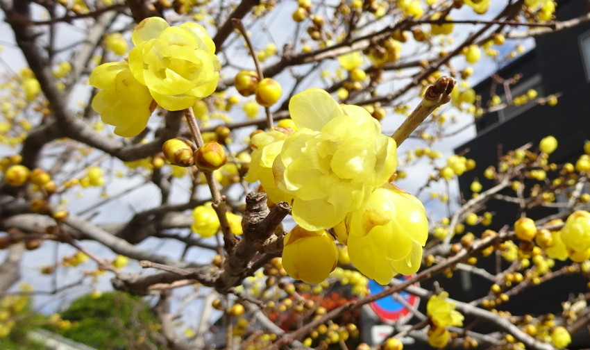 f:id:shioshiohida:20200128121927j:plain f:id:shioshiohida:20200128121927j:plain