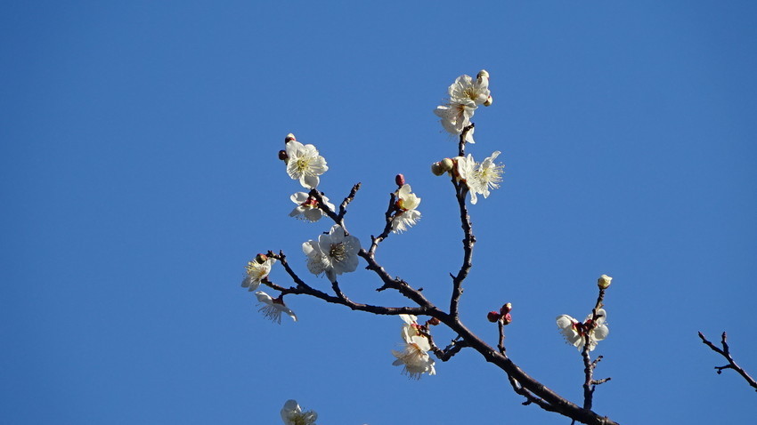 f:id:shioshiohida:20200211155446j:plain f:id:shioshiohida:20200211155446j:plain