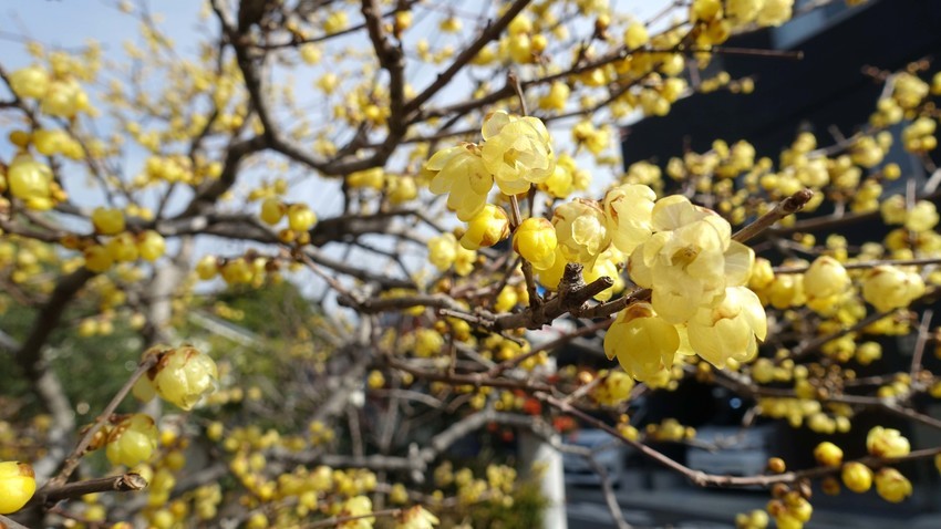 f:id:shioshiohida:20200212102455j:plain f:id:shioshiohida:20200212102455j:plain