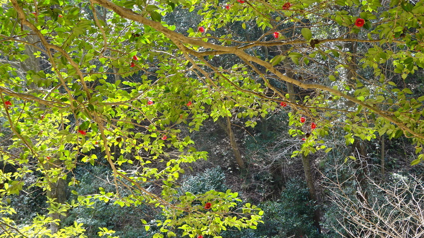 f:id:shioshiohida:20200314001806j:plain