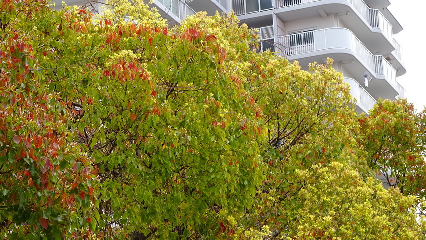 f:id:shioshiohida:20200331112755j:plain f:id:shioshiohida:20200331112755j:plain