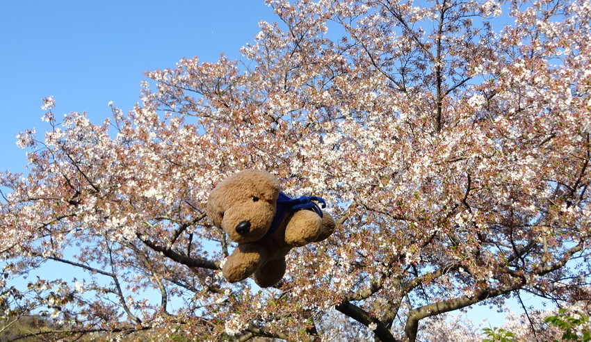 f:id:shioshiohida:20200410170031j:plain f:id:shioshiohida:20200410170031j:plain