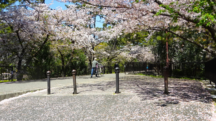 f:id:shioshiohida:20200414115333j:plain f:id:shioshiohida:20200414115333j:plain