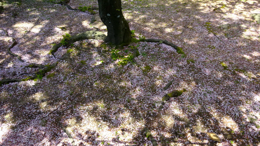 f:id:shioshiohida:20200414115918j:plain f:id:shioshiohida:20200414115918j:plain