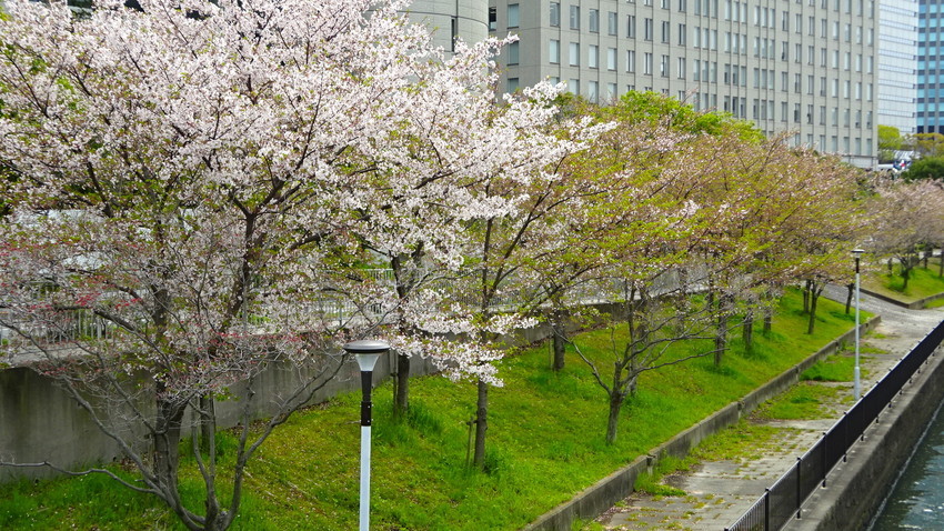 f:id:shioshiohida:20200415140952j:plain f:id:shioshiohida:20200415140952j:plain