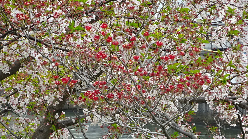 f:id:shioshiohida:20200415141021j:plain f:id:shioshiohida:20200415141021j:plain