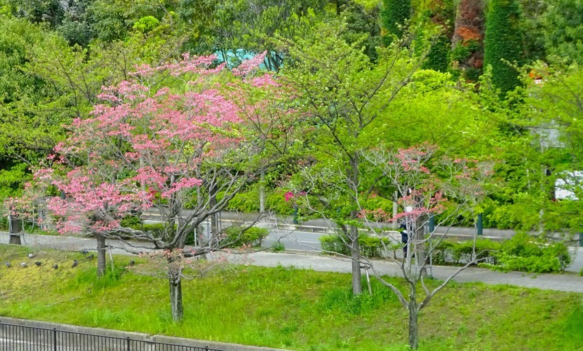 f:id:shioshiohida:20200422145630j:plain f:id:shioshiohida:20200422145630j:plain