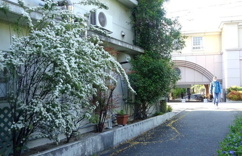 f:id:shioshiohida:20200425161427j:plain f:id:shioshiohida:20200425161427j:plain