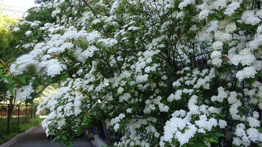 f:id:shioshiohida:20200425161445j:plain f:id:shioshiohida:20200425161445j:plain