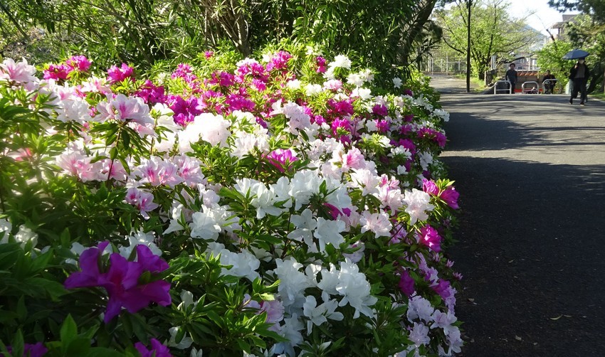 f:id:shioshiohida:20200425162653j:plain f:id:shioshiohida:20200425162653j:plain