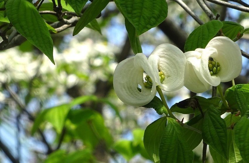 f:id:shioshiohida:20200428145438j:plain