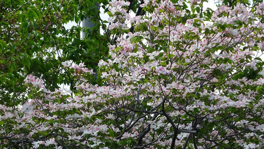 f:id:shioshiohida:20200428145527j:plain