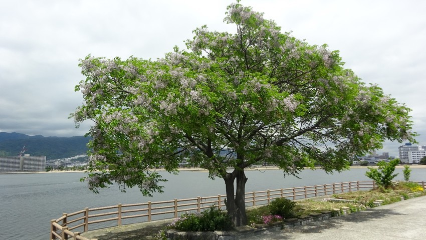 f:id:shioshiohida:20200521113051j:plain