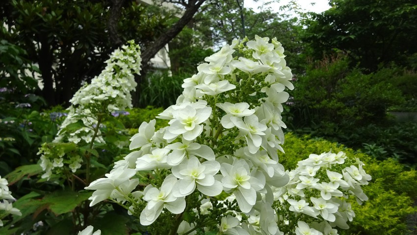 f:id:shioshiohida:20200605155809j:plain f:id:shioshiohida:20200605155809j:plain