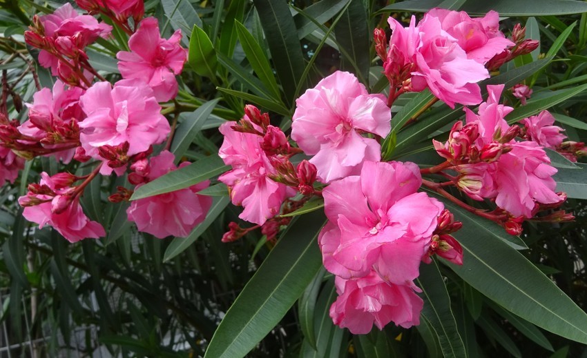 f:id:shioshiohida:20200612174601j:plain f:id:shioshiohida:20200612174601j:plain