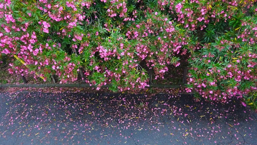 f:id:shioshiohida:20200612182133j:plain f:id:shioshiohida:20200612182133j:plain