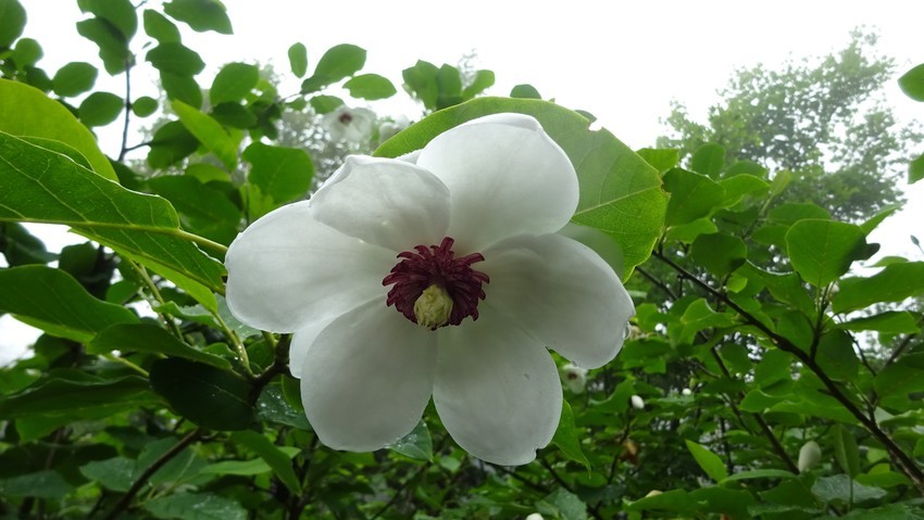 f:id:shioshiohida:20200619151345j:plain