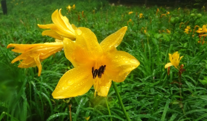 f:id:shioshiohida:20200619151947j:plain