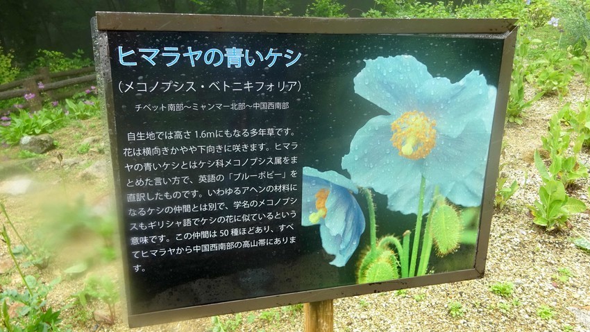 f:id:shioshiohida:20200619152824j:plain
