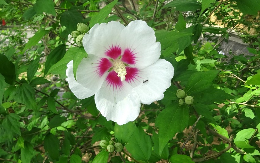 f:id:shioshiohida:20200628113126j:plain