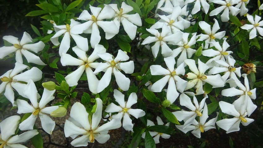 f:id:shioshiohida:20200628114359j:plain