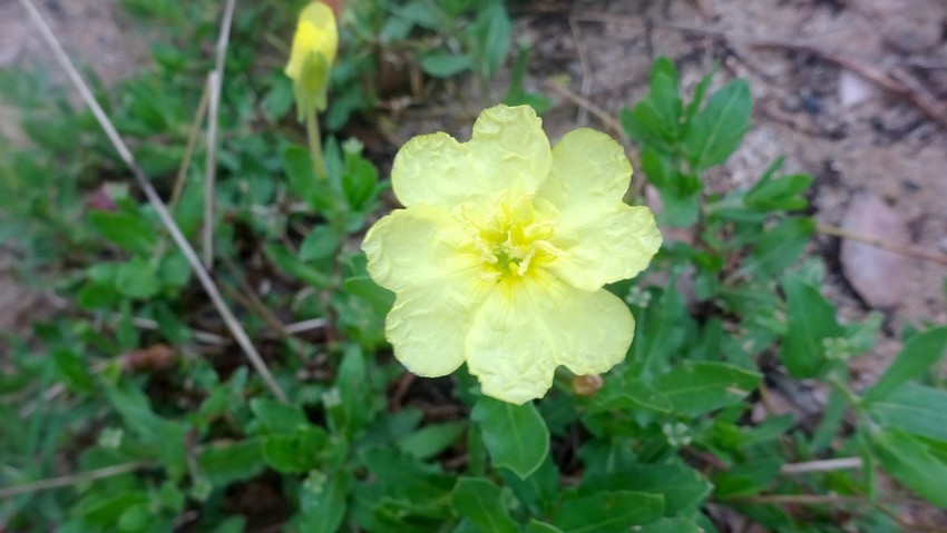 f:id:shioshiohida:20200704190052j:plain f:id:shioshiohida:20200704190052j:plain