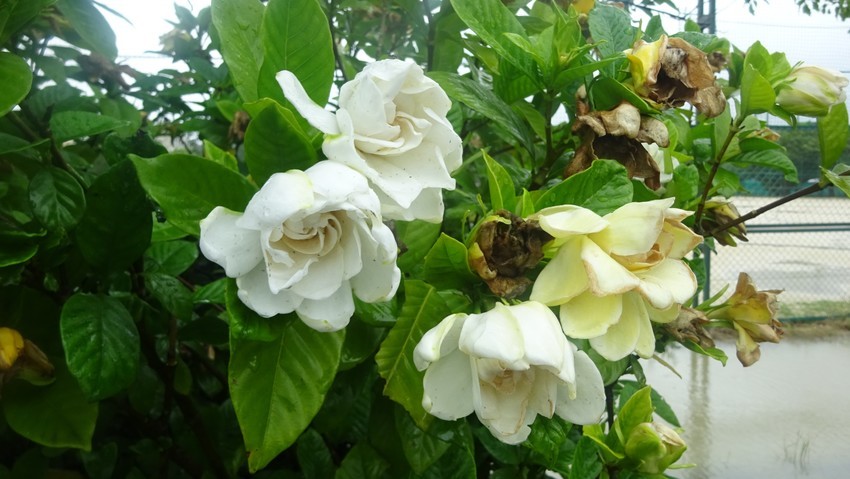 f:id:shioshiohida:20200706140335j:plain f:id:shioshiohida:20200706140335j:plain